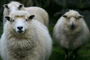 ovelha dentro rural Fazenda Southland Novo zelândia foto