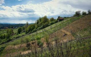 lindo rural panorama cenário com vinhas e floresta em verde colinas às klenice, Croácia, município hrvatsko zagorje foto