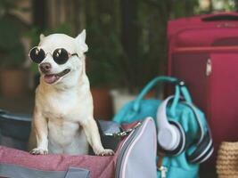 Castanho curto cabelo chihuahua cachorro vestindo oculos de sol, em pé dentro viajante animal transportadora saco com viagem acessórios, pronto para viagem. seguro viagem com animais. foto