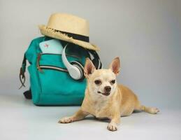 fofa Castanho curto cabelo chihuahua cachorro deitado baixa em branco fundo com viagem acessórios, Câmera, mochila, Passaporte, fones de ouvido e Palha chapéu. foto