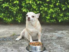 Castanho curto cabelo chihuahua cachorro sentado em cimento chão dentro a jardim ao lado cachorro Comida tigela sorridente e olhando às Câmera. animal de estimação saúde ou comportamento conceito. foto