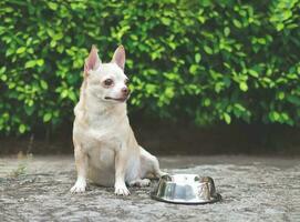 com fome chihuahua cachorro sentado em cimento chão dentro a jardim com esvaziar cachorro Comida tigela, olhando acima para dele proprietário Perguntando para Comida. foto