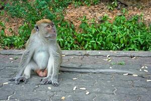 masculino macaque sentar em a calçada foto