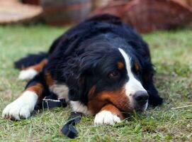 cão de montanha bernese foto