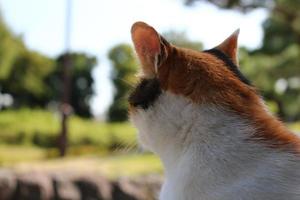 gato malhado no parque no outono foto