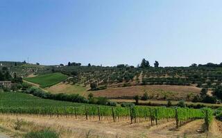 toscana Colina com Vinhedo perto Oliva árvores foto