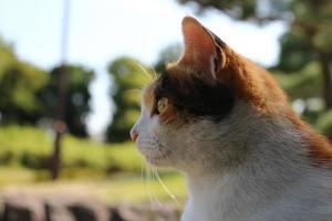 gato malhado no parque no outono foto