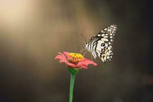 lindo borboleta e flor foto