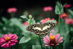 lindo borboleta e flor foto