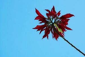 plantar com vermelho flor dentro flor contra azul céu foto