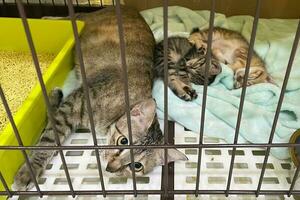 fofa malhado gatinho dormir com mãe em branco suave cobertor. gatos descansar cochilando em cama. pequeno gatos dormindo abraçando cada de outros às casa deitado em cama branco cobertor engraçado pose. fofa adorável animais de estimação gatos foto