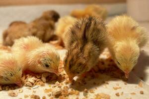 a pequeno galinhas dentro a inteligente agricultura. a animais agricultura o negócio com alimentando automação fornecem cenário com amarelo luz foto