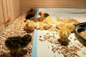 a pequeno galinhas dentro a inteligente agricultura. a animais agricultura o negócio com alimentando automação fornecem cenário com amarelo luz foto