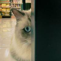 fofo gatinha olhando às Câmera. frente visualizar. fofa jovem grandes cabelo gato isolado. foto