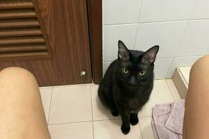 Preto gatinho gato olhando menina sentado em banheiro tigela dentro Sanitário foto