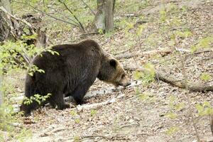 urso pardo na floresta foto