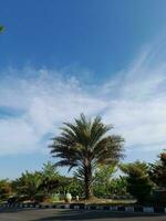 Palmeiras árvore dentro cidade parque em a azul céu fundo. encontro Palma Fénix dactylifera do a Palma família arecaceae. Fénix Palma ou dactylifera árvore. foto