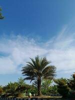 Palmeiras árvore dentro cidade parque em a azul céu fundo. encontro Palma Fénix dactylifera do a Palma família arecaceae. Fénix Palma ou dactylifera árvore. foto