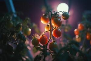 brilhando tomates cultivo debaixo artificial uv luz para ótimo crescimento e nutrição ai gerado foto