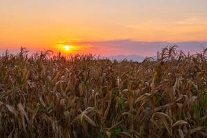 o pôr do sol no campo de milho foto