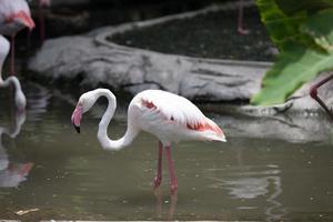flamingo na água foto