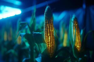cultivar milho com artificial uv luz para Melhor produção ai gerado foto
