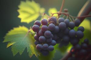 gostoso vermelho uvas em uma videira dentro a luz solar ai gerado foto