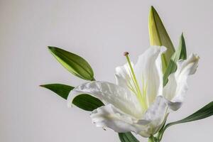 lilly flores em branco fundo. flora papel de parede pano de fundo. foto