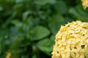 uma fechar acima do fofa florescendo amarelo ixora dentro jardim foto