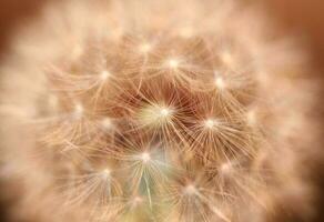 selvagem flor florescendo fechar acima taraxacum oficinale dente de leão golpe bola asteraceae família botânico fundo Alto qualidade instante estoque fotografia impressões foto