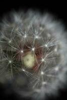 selvagem flor florescendo fechar acima taraxacum oficinale dente de leão golpe bola asteraceae família botânico fundo Alto qualidade instante estoque fotografia impressões foto