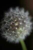 selvagem flor florescendo fechar acima taraxacum oficinale dente de leão golpe bola asteraceae família botânico fundo Alto qualidade instante estoque fotografia impressões foto