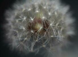 selvagem flor florescendo fechar acima taraxacum oficinale dente de leão golpe bola asteraceae família botânico fundo Alto qualidade instante estoque fotografia impressões foto