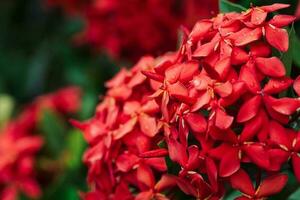 fechar acima Visão do ixora coccinea ou selva gerânio ou selva chama com chuva orvalho foto