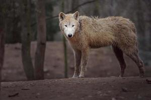 retrato de lobo ártico foto