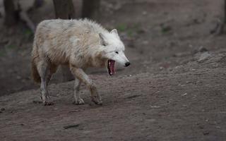 retrato de lobo ártico foto