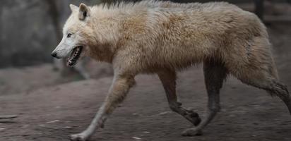 retrato de lobo ártico foto