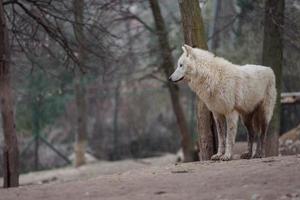 retrato de lobo ártico foto