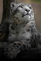 íris leopardo da neve foto