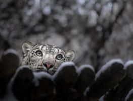 íris leopardo da neve foto