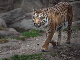 tigre sumatra no zoológico foto