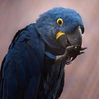 arara-azul no zoológico foto