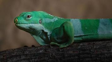 iguana anilhada de fiji foto