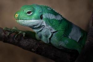 iguana anilhada de fiji foto