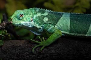 iguana anilhada de fiji foto