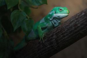 iguana anilhada de fiji foto