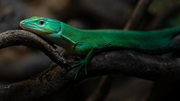 lagarto barrigudo verde foto