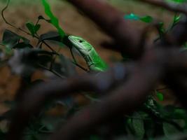 lagarto barrigudo verde