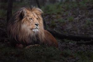 retrato de leão katanga foto