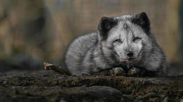 retrato de raposa ártica foto